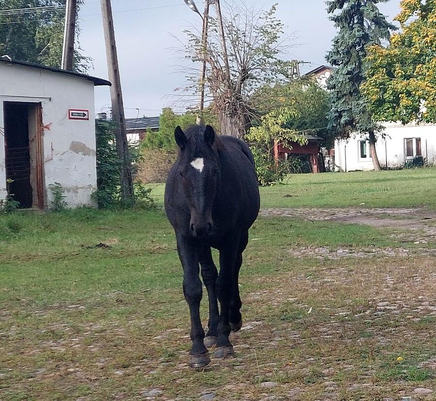 Znajomy konik do mnie pełznie