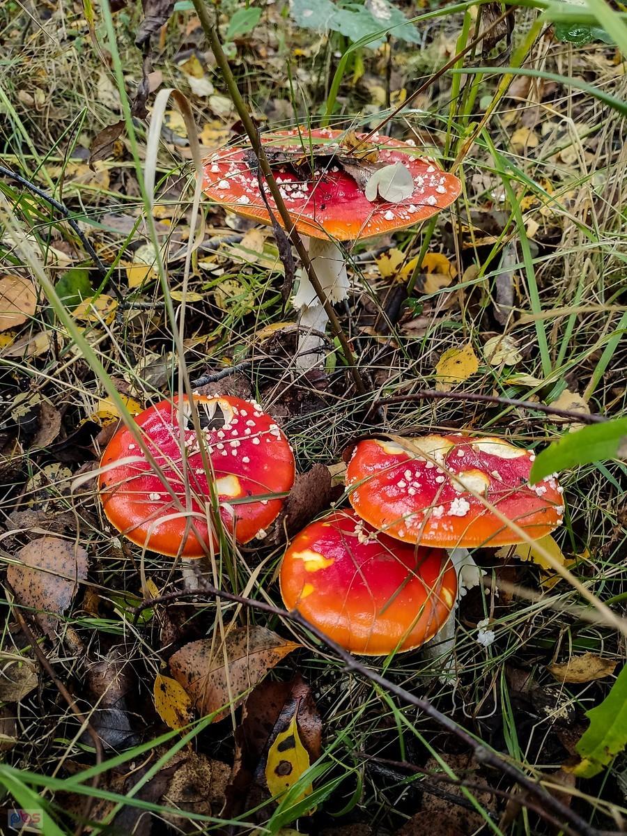 Zostały tylko takie czerwone