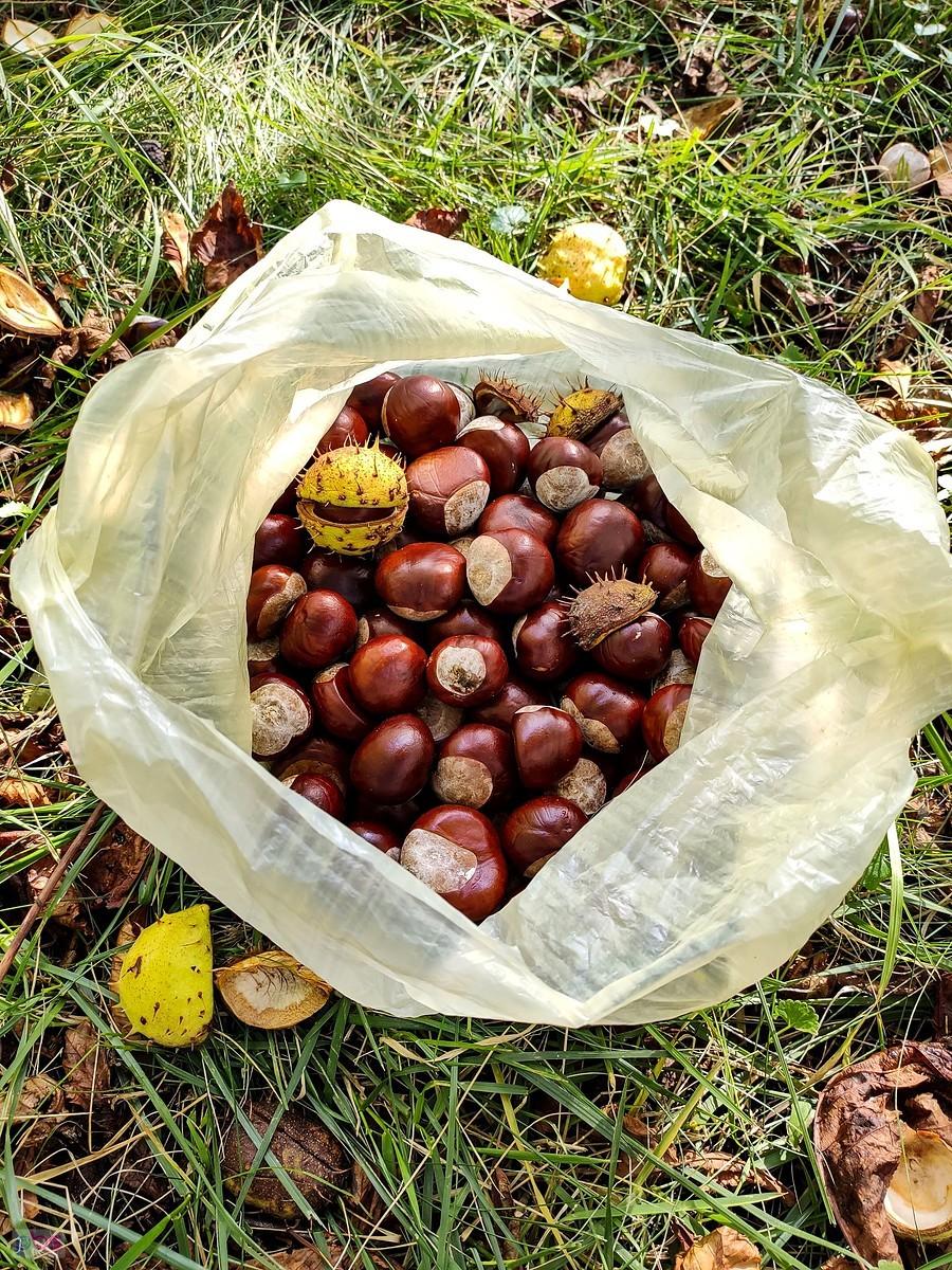 3 kg kasztanów