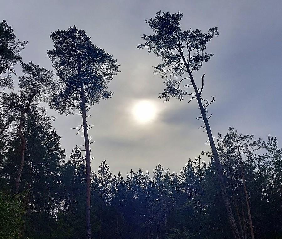 Zimne słońce