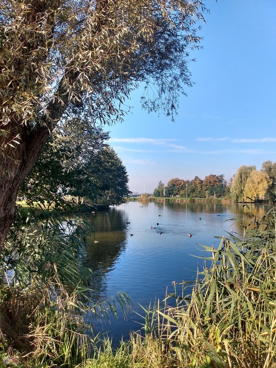 Staw w Zielonkach