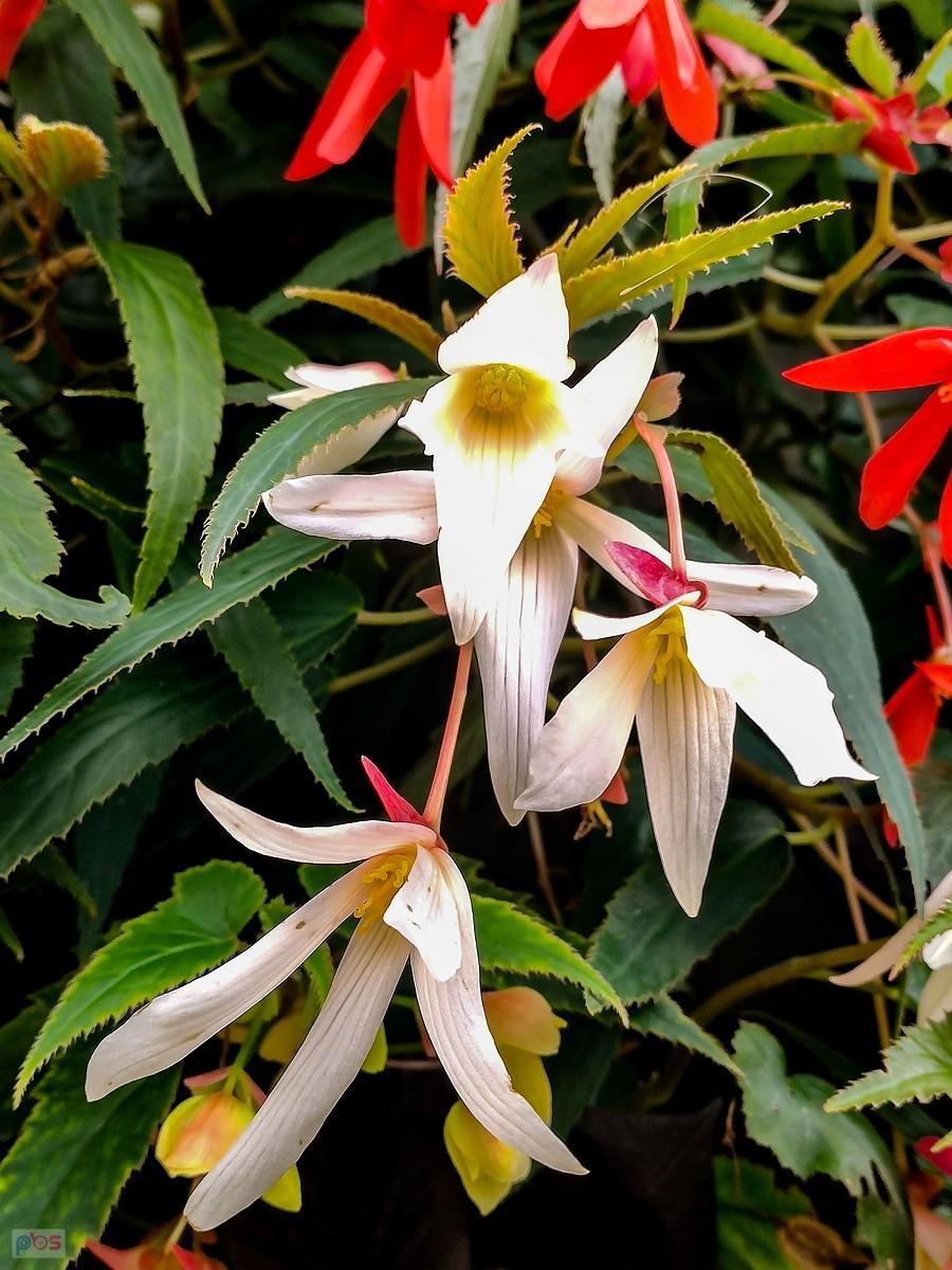 Begonia boliwijska