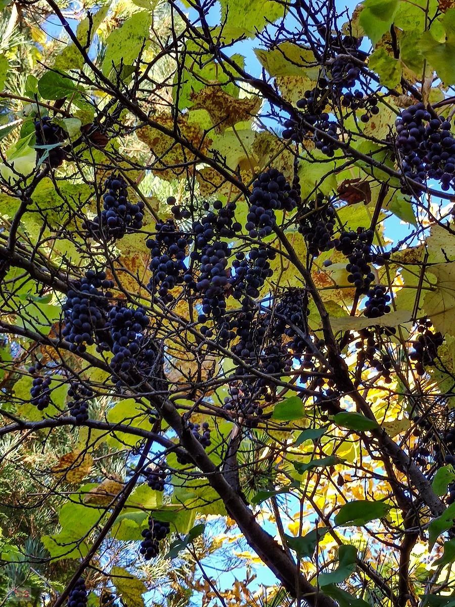 Parkowe winogronka