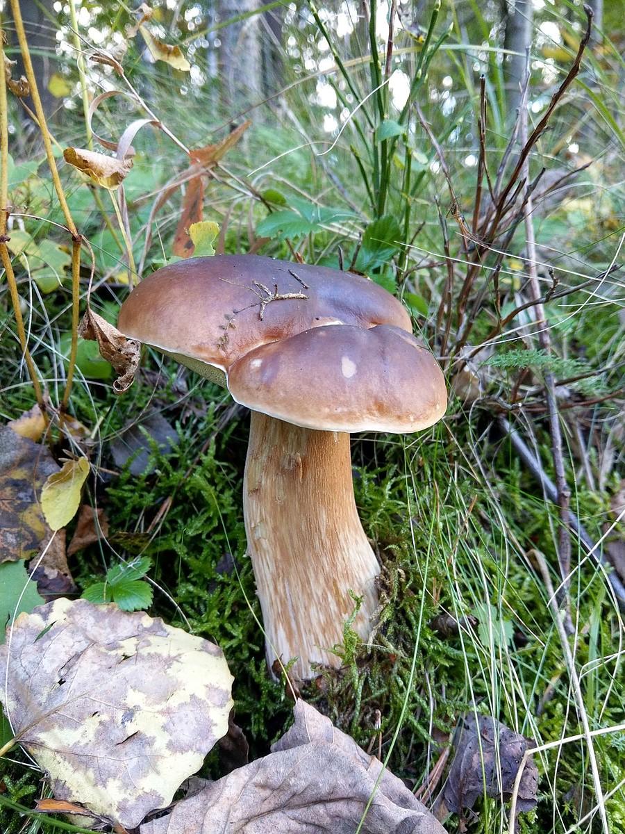 Piękny Borowik w rowie