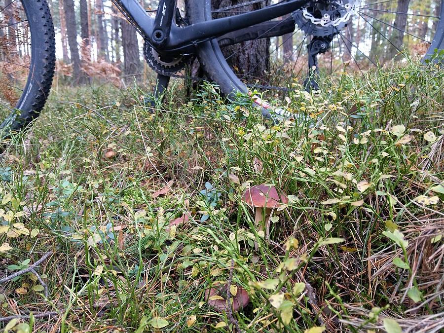 Prawdziwek tuż obok opartego o drzewo roweru, obok był jeszcze jeden