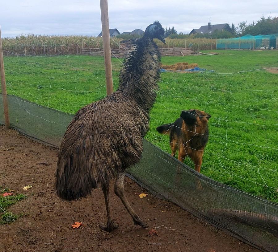 Konfrontacja emu z wilczurem