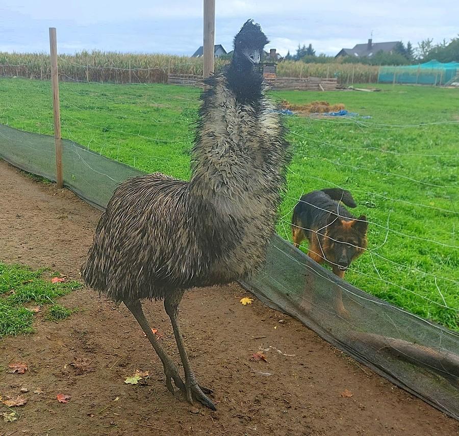 Napuszone emu :)