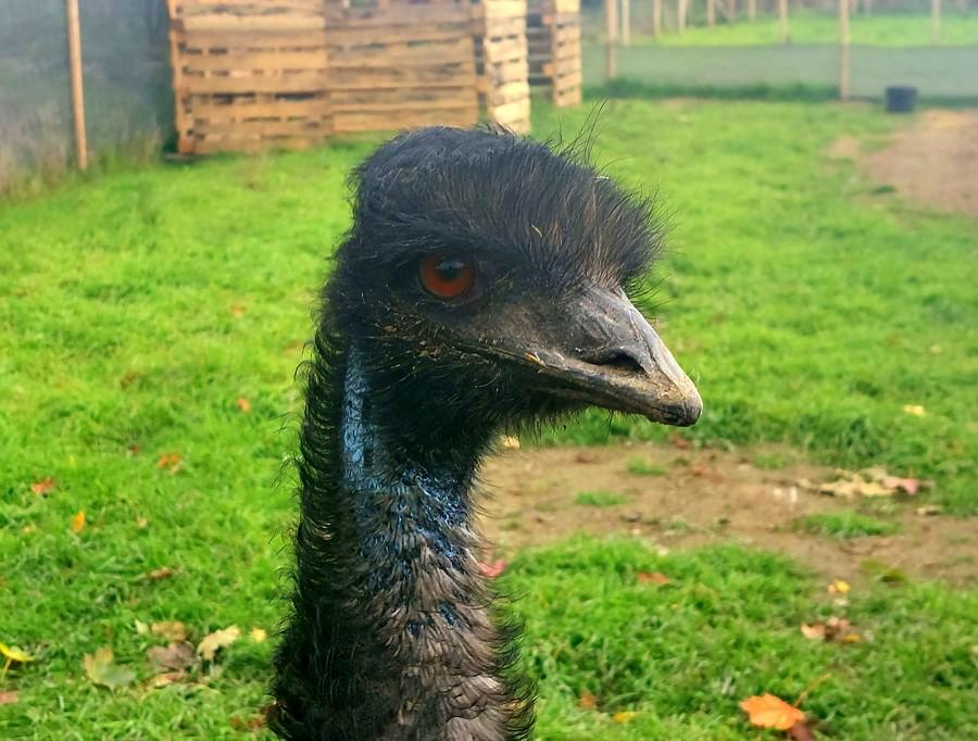 Emu profilowo