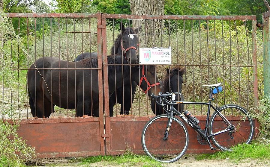 Koniki pilnują roweru
