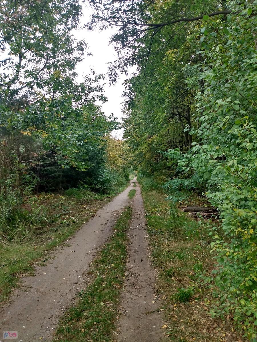 Ścieżka leśna