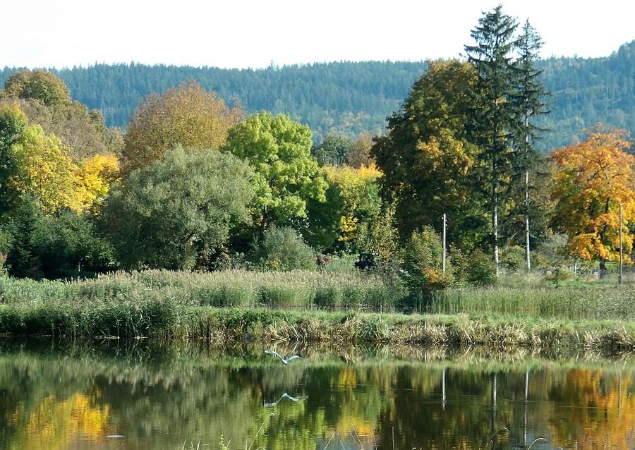 Czapla lecąca nad stawem w Karpnikach