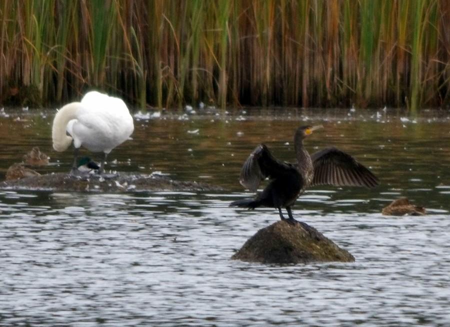 Niewyraźny kormoran i drapiący się łabędź