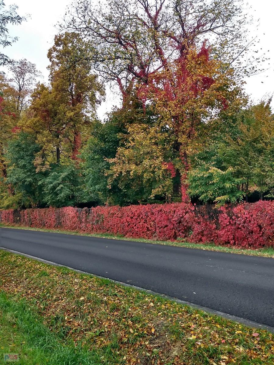 Złota polska jesień