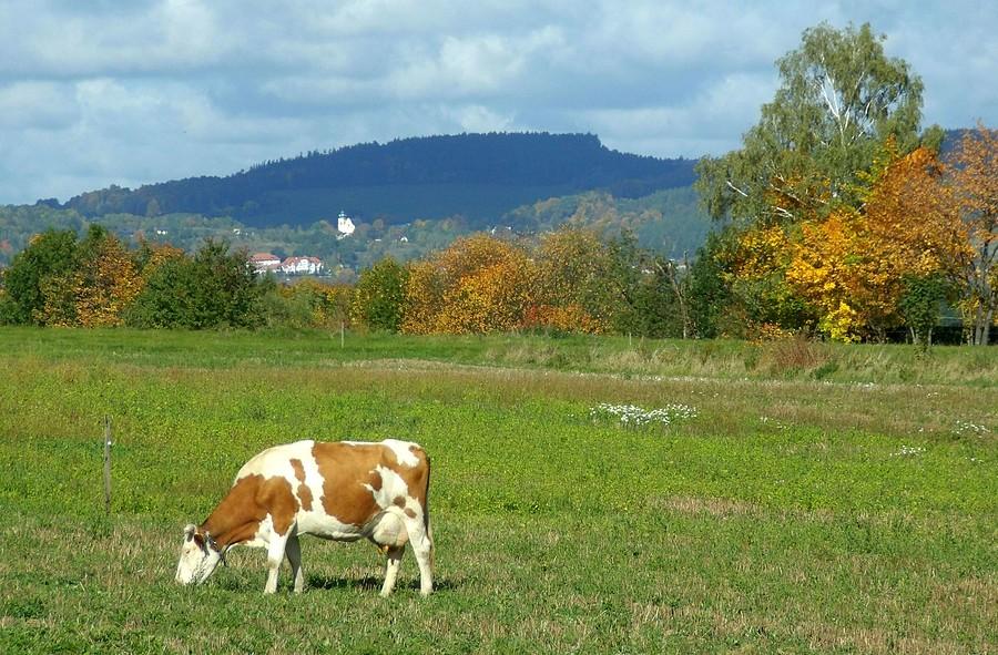 Krowi landszaft z Podgórzyna