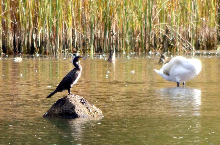 Kormoran wciąż w tym samym miejscu