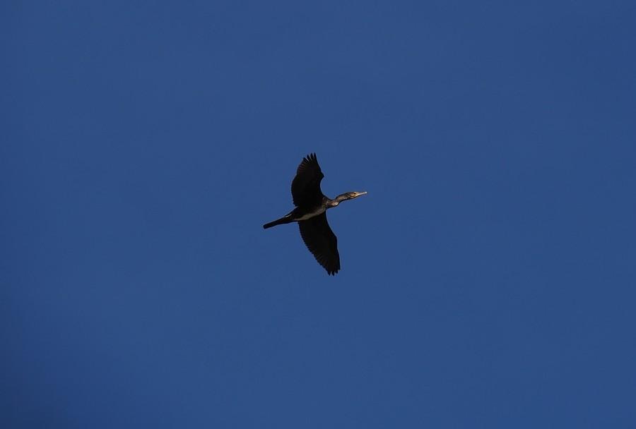 Kormoran w locie