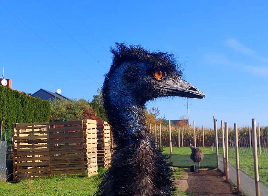Profilowy emu