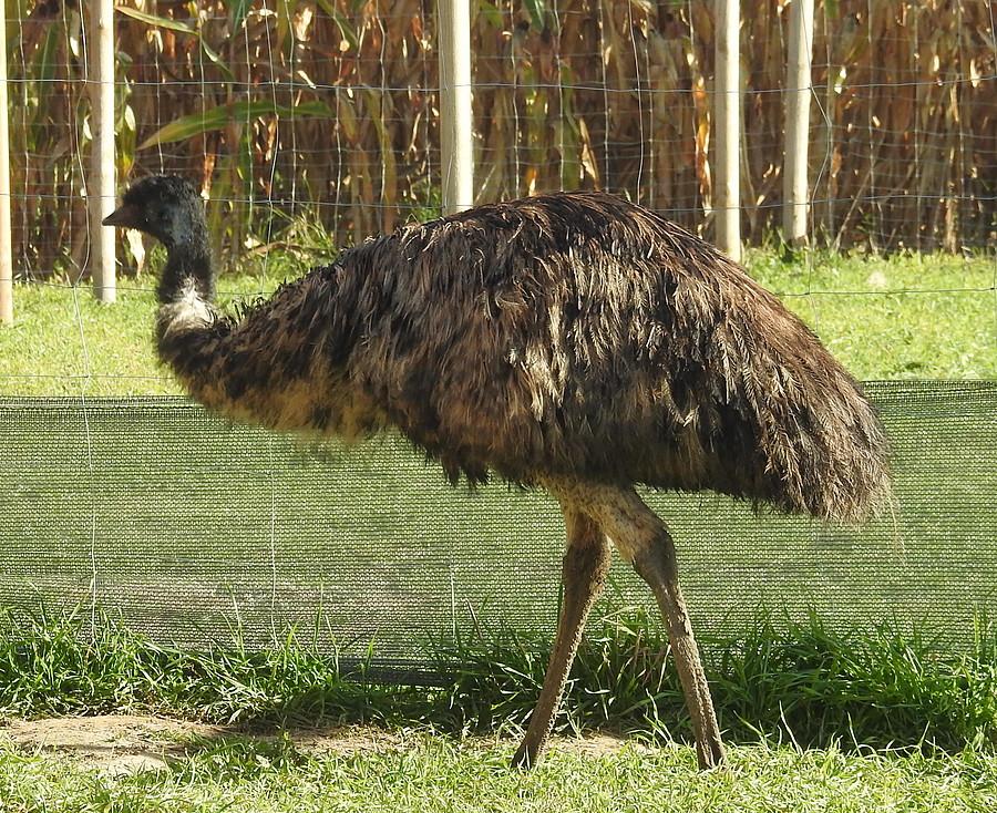 Spacerujące emu