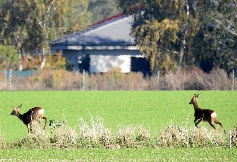 Sarenki przestraszyły się śmigłowca