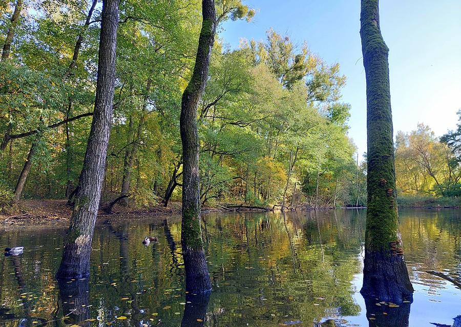 Magia zalanych drzew, rezerwat Żurawiniec