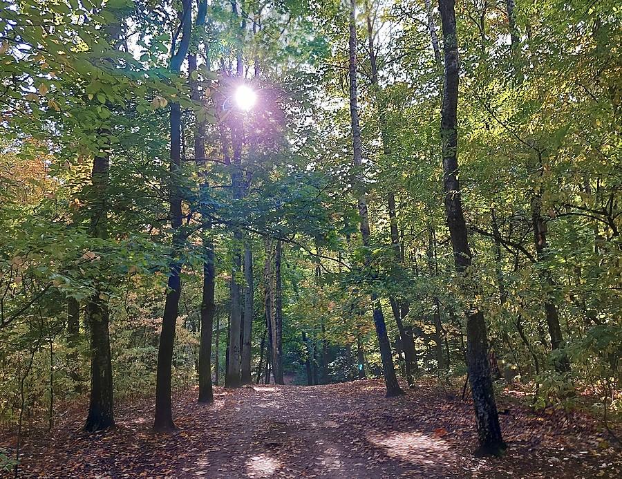 Prześwit słońca, poznański rezerwat Żurawiniec