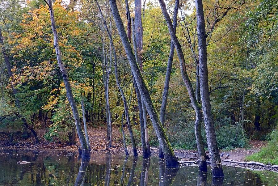 Spojrzenie z boku na zalane drzewa, poznański rezerwat Żurawiniec