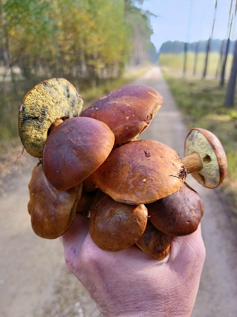 Kilka minut i garść podgrzybków.