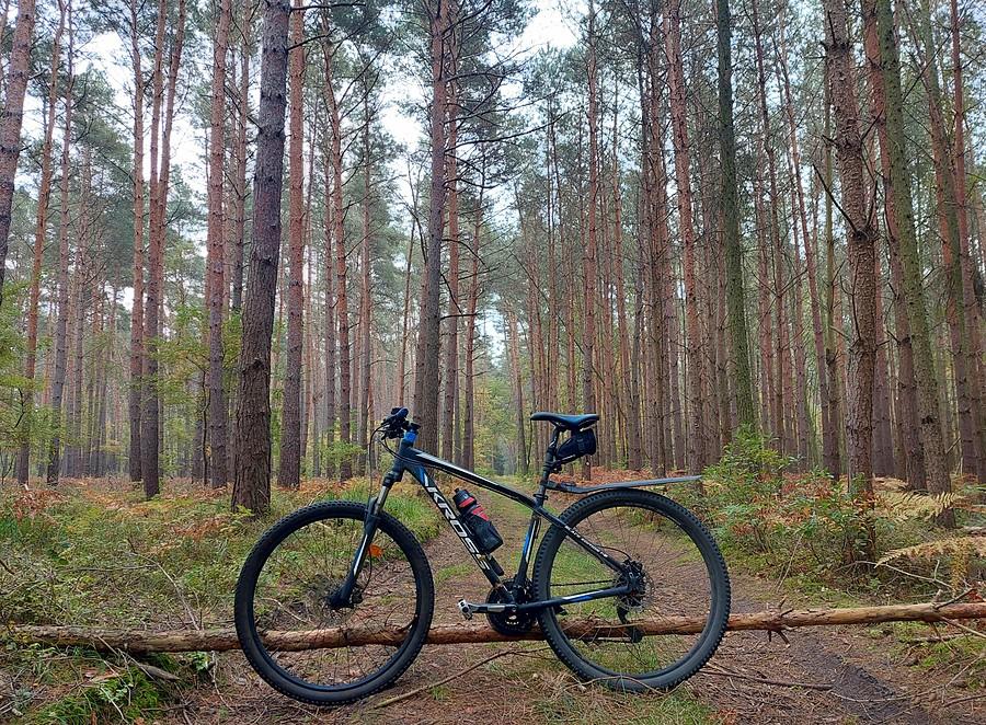 W ulubionym lesie, tym razem na MTB