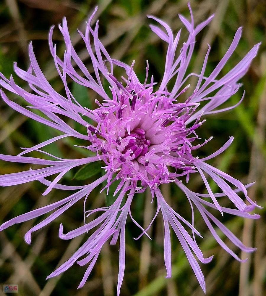Kwiatek chaberka