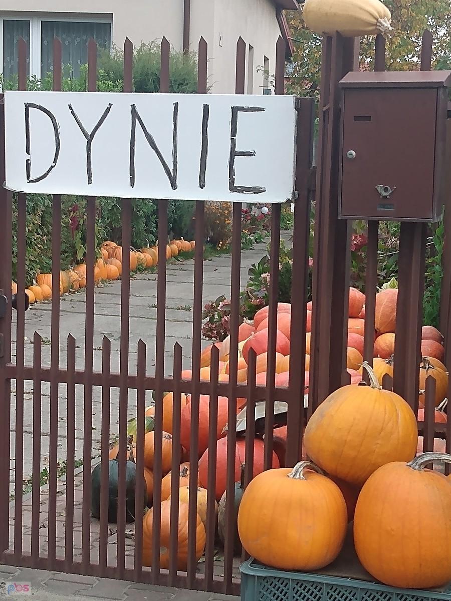 Dynie w Macierzyszu