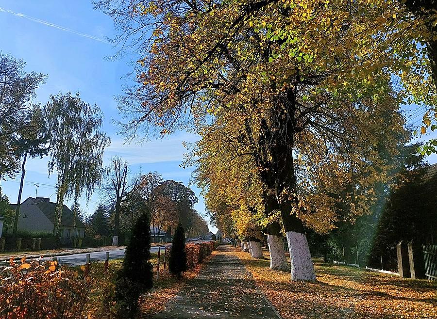 Krosno - śmieszka z dywanem