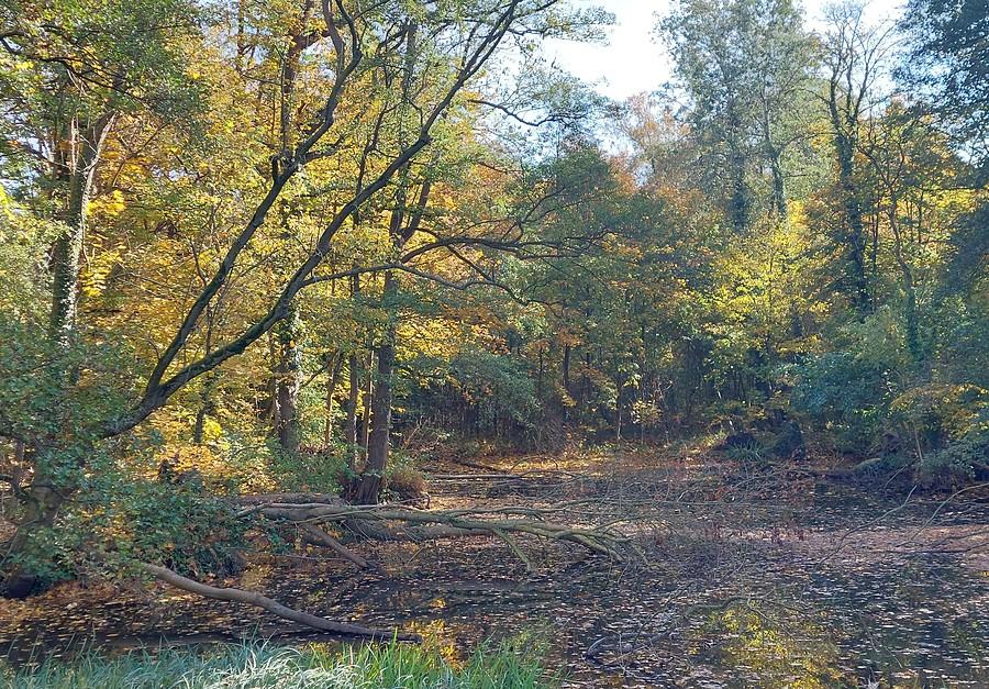 Zbliżenie na turewskie bagno