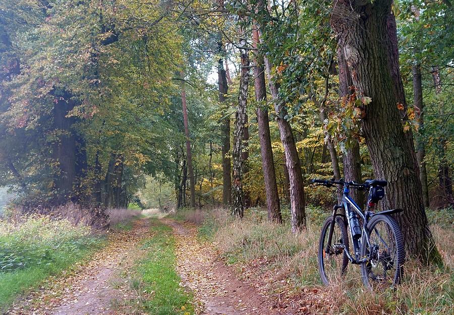 Zbliżenie na leśne rowerowanie