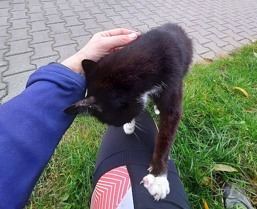 Kotek-alpinista :)