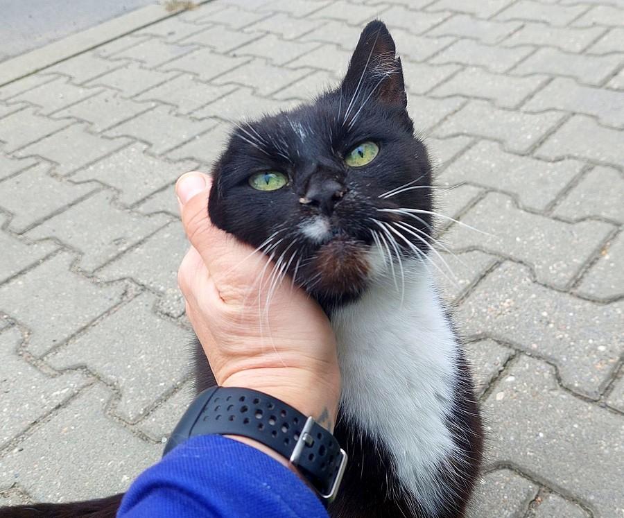 Każdemu kotkowi należą się głaski :)