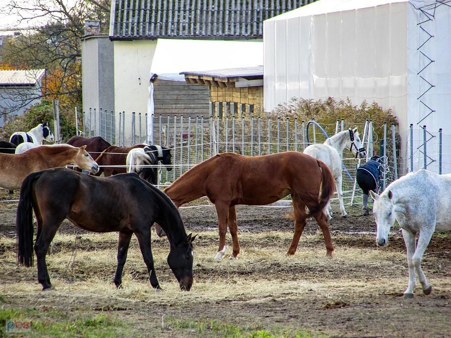 Konie ze stajni Akademia Kucania