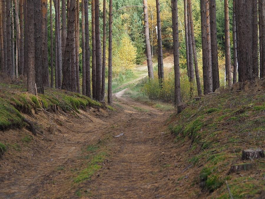 Puszcza Rzepińska
