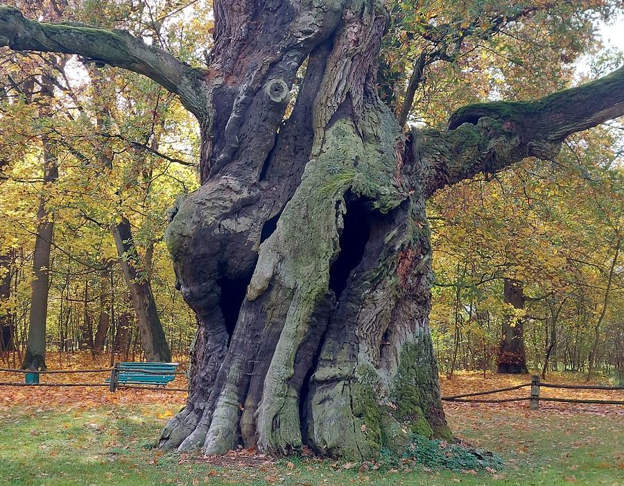 Detale pięknego Rusa