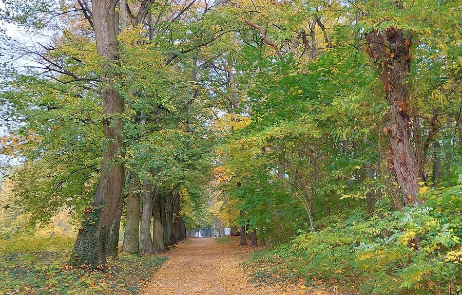 Jesienny park w Rogalinie