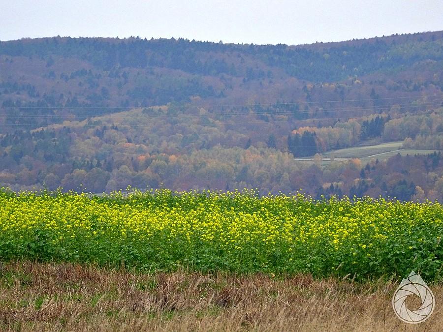 jesienne kolory z jesienną gorczycą