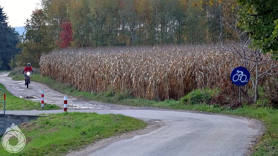 droga nie-rowerowa, kukurydza i randomowy rowerzysta