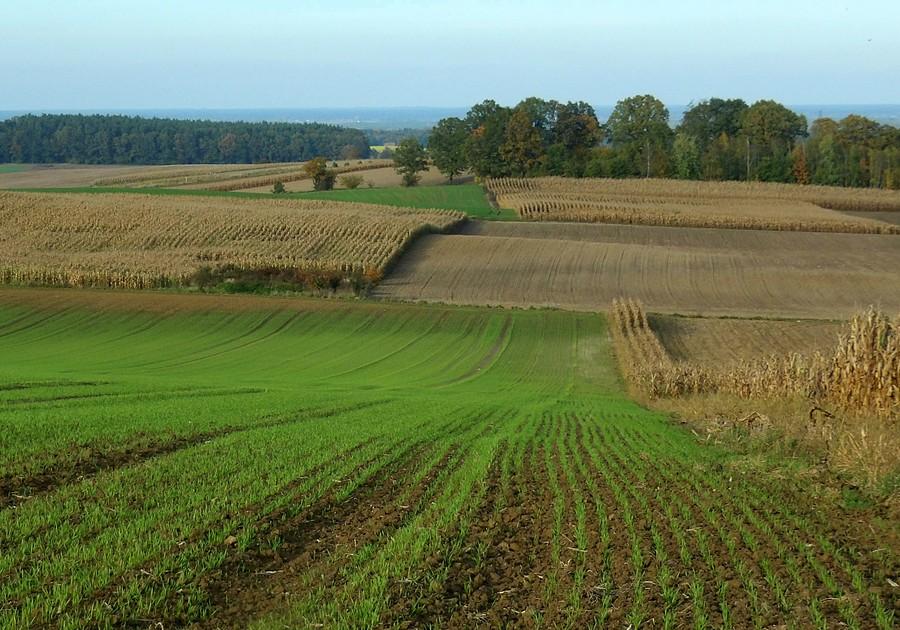 Pola w Obornikach Śląskich