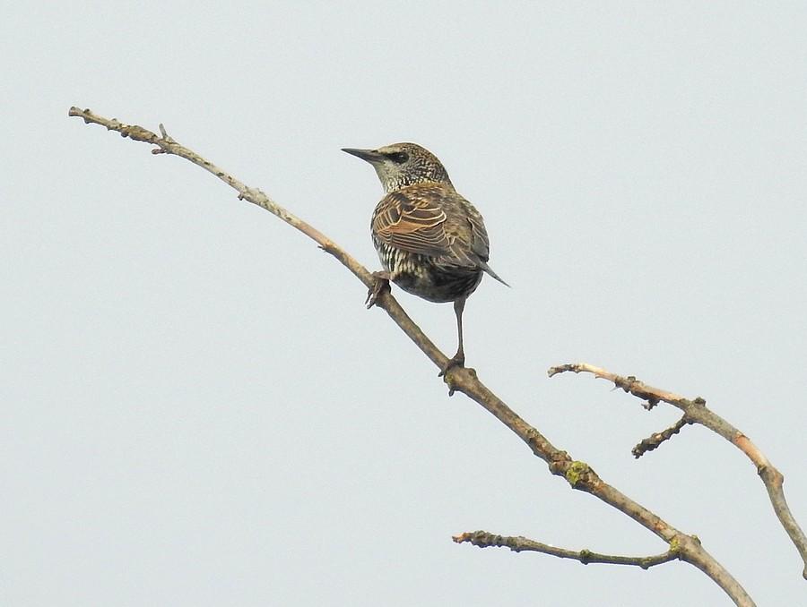Szpak alpinista