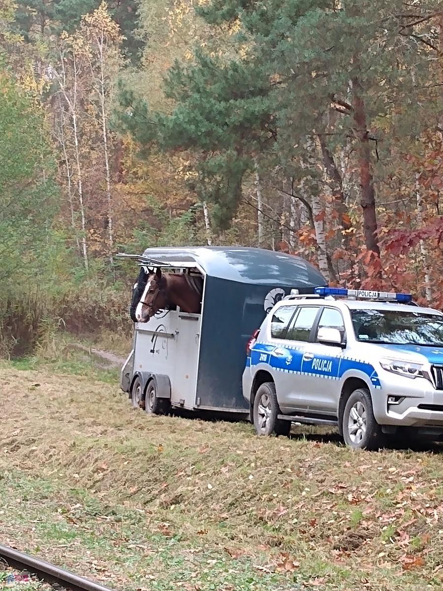 Policyjne konie