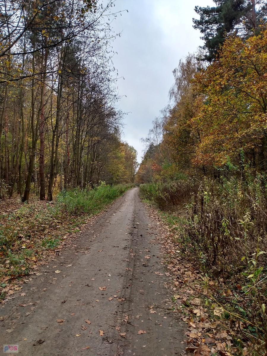 Leśna droga