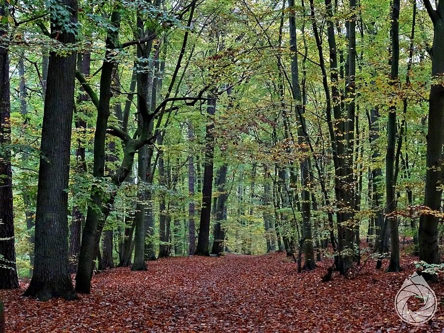 wejście do rezerwatu Bukowe - Zdroje