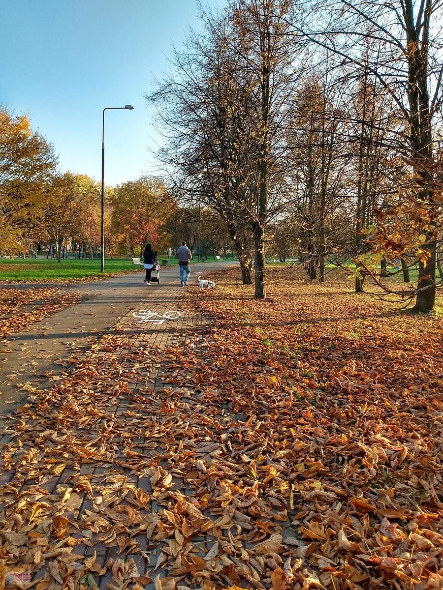 Zasypana liśćmi ddr