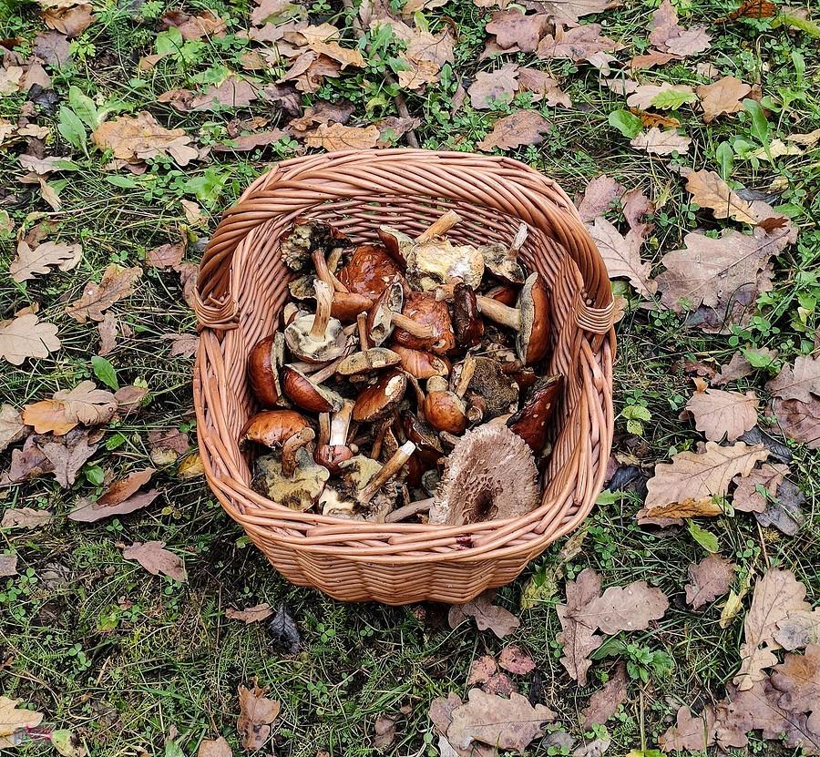 Podwarszawskie grzybobranie
