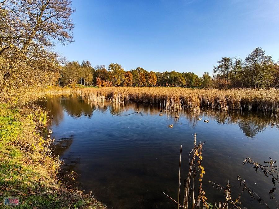 Staw przy łąkach nad Jeziorką