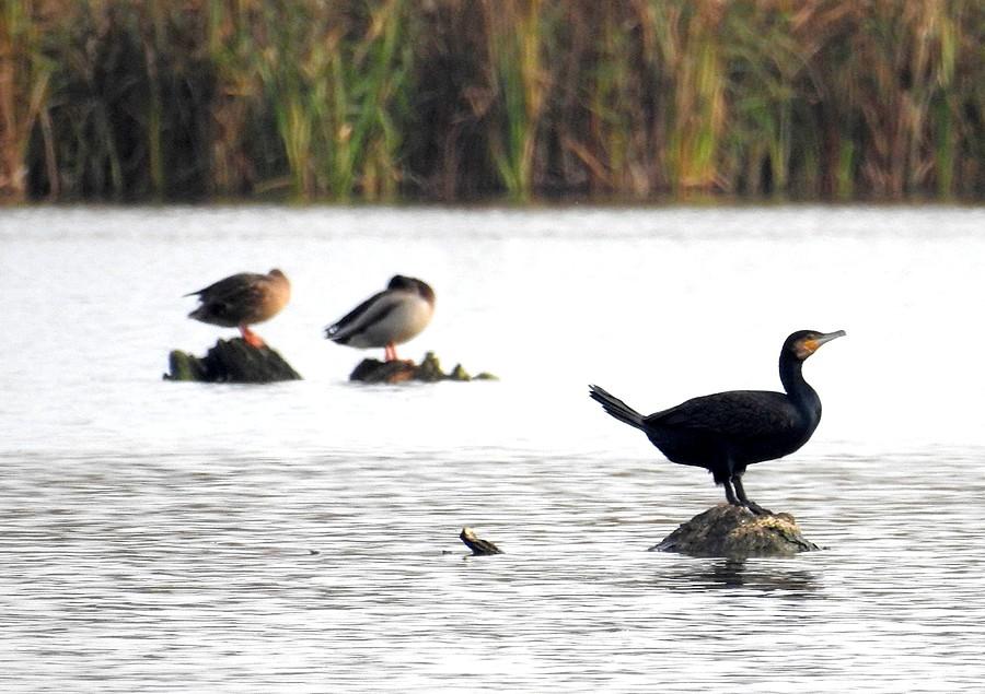 Kormoran i śpiące kaczki